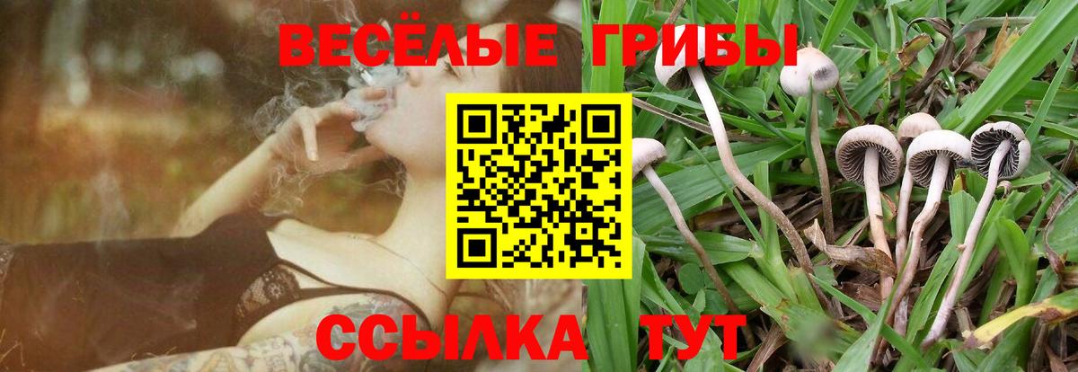 Псилоцибиновые грибы Psilocybe  Вход с VPN  Юрга 